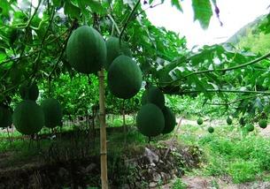 网红吃薄皮小吊瓜是真的吗,真相揭秘，是炒作还是美味诱惑？